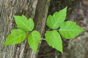 Poison Ivy growing